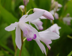 Bletilla Kuchibeni