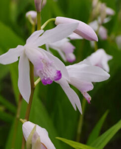 Bletilla Kuchibeni