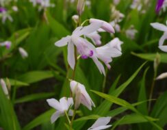 Bletilla Kuchibeni