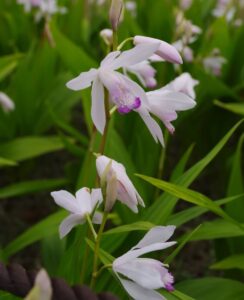 Bletilla Kuchibeni