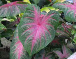 Caladium Rosebud