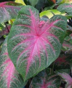 Caladium Rosebud