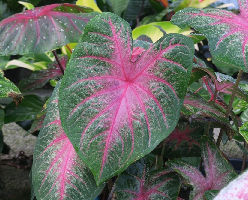 Caladium Rosebud