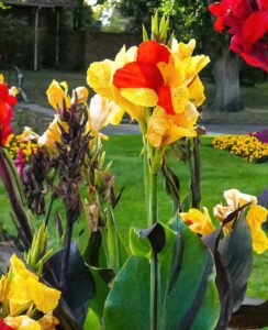Canna Cleopatra