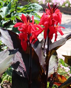 Canna Red Futurity