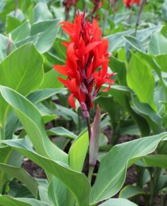 Canna Robert Kemp