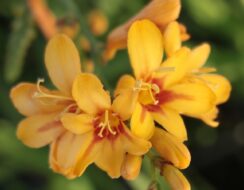 Crocosmia Firestars Hot Spot