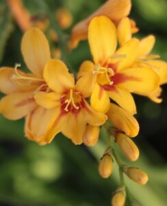 Crocosmia Firestars Hot Spot