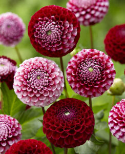 Dahlia Chic A Dee US