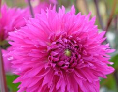 Dahlia Cornwall Island