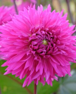 Dahlia Cornwall Island