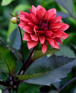 Dahlia Danique