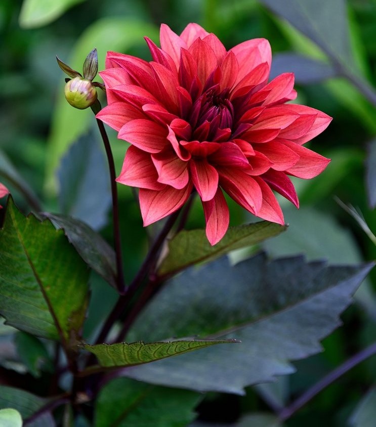 Dahlia Danique
