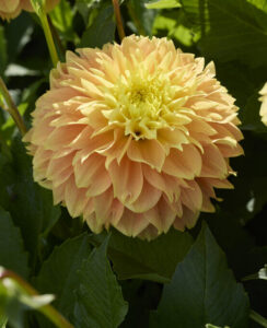 Dahlia Deep Impact
