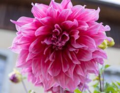 Dahlia Emory Paul