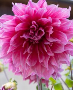 Dahlia Emory Paul