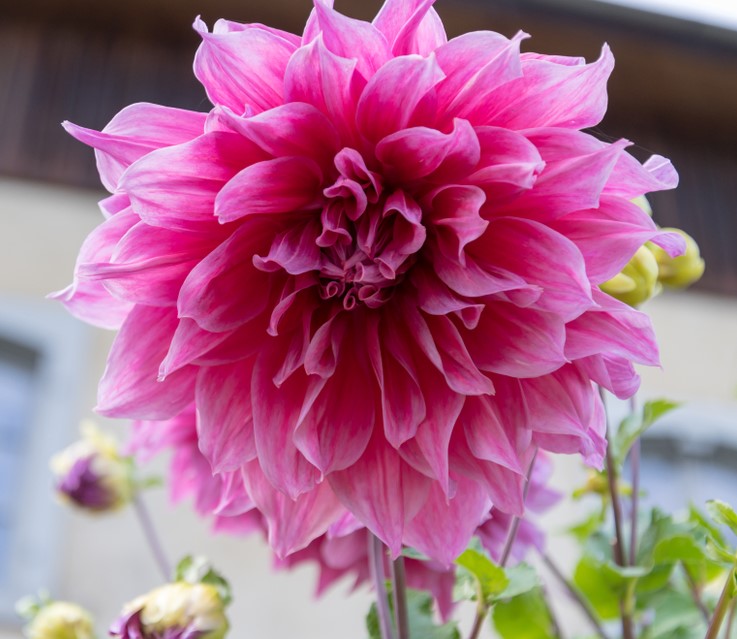 Dahlia Emory Paul