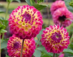 Dahlia Hapet Daydream