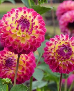 Dahlia Hapet Daydream