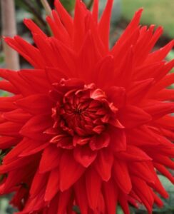 Dahlia Holly Huston