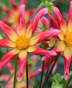 Dahlia Honka Surprise