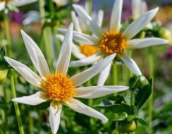 Dahlia Honka White (North Star)