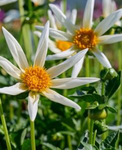 Dahlia Honka White (North Star)