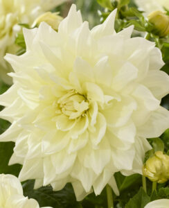 Dahlia Ice Breaker