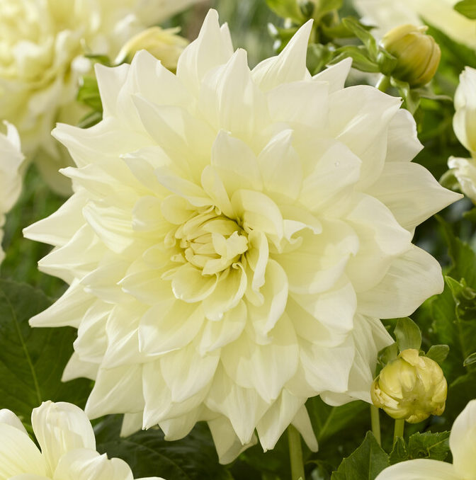 Dahlia Ice Breaker