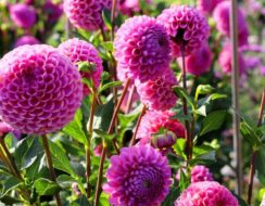 Dahlia Jan Van Schaffelaar