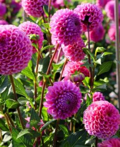 Dahlia Jan Van Schaffelaar