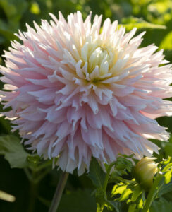 Dahlia Just Married
