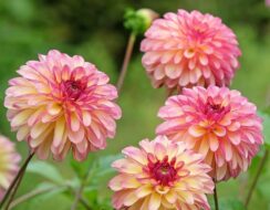 Dahlia Madame Antoinette