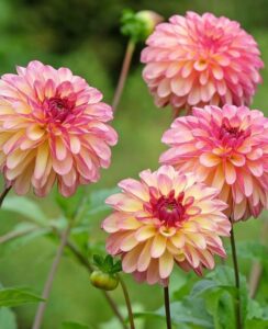 Dahlia Madame Antoinette