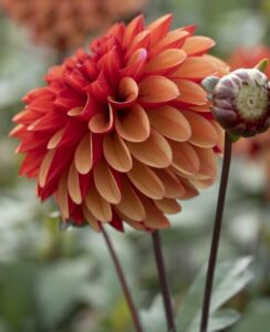 Dahlia Maria Strella