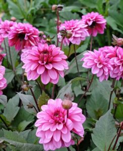 Dahlia Melissa Anna Marijke