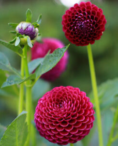 Dahlia Natal