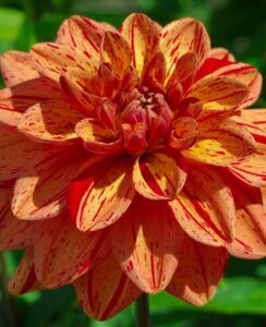 Dahlia Pasolini