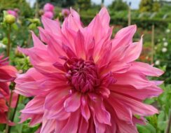 Dahlia Penhill Dark Monarch