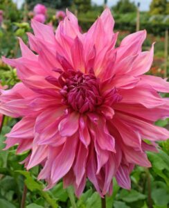 Dahlia Penhill Dark Monarch