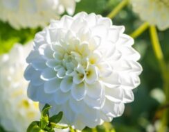 Dahlia Petra’s Wedding