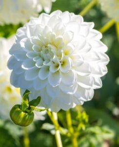 Dahlia Petra’s Wedding