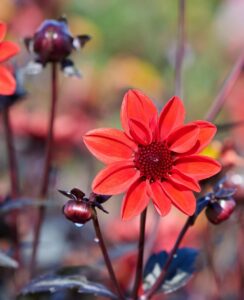 Dahlia Pulp Fiction