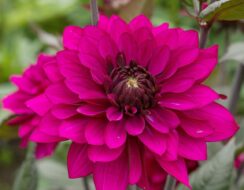 Dahlia Purple Flame (PBR)