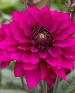 Dahlia Purple Flame (PBR)