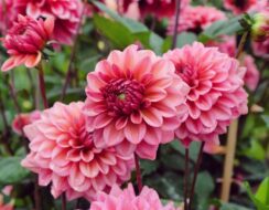 Dahlia Salmon Runner