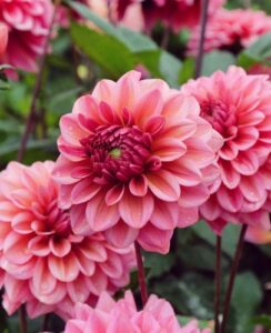 Dahlia Salmon Runner