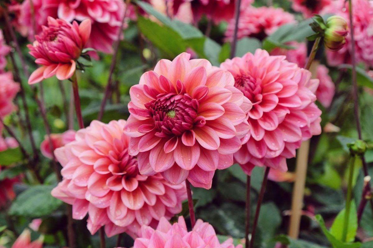 Dahlia Salmon Runner