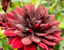 Dahlia Sam Hopkins
