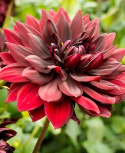 Dahlia Sam Hopkins